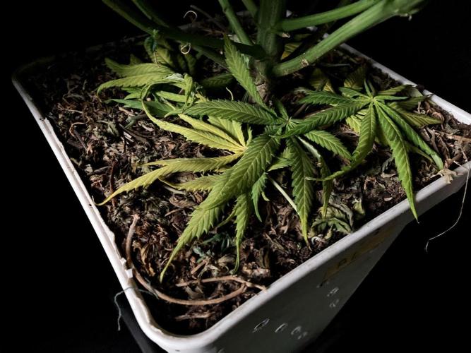 3M 🍋 Black Lemon. Week 12