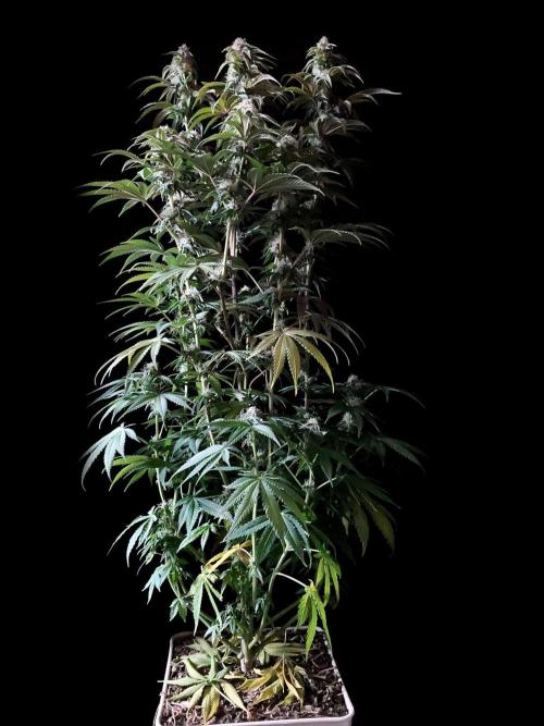 3M 🍋 Black Lemon. Week 12