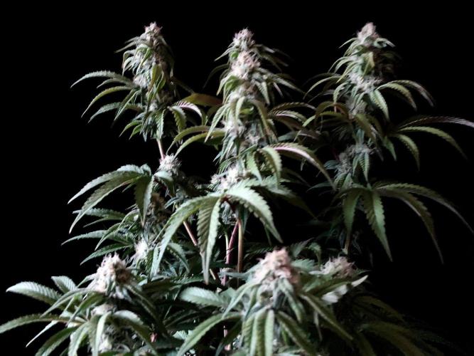 3M 🍋 Black Lemon. Week 12