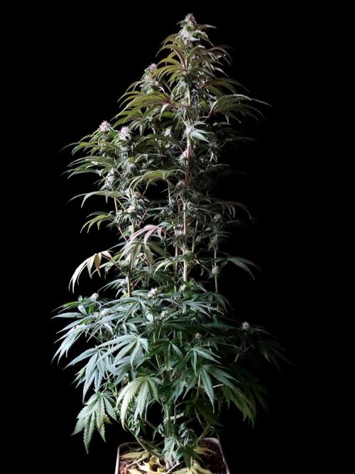 3M 🍋 Black Lemon. Week 12