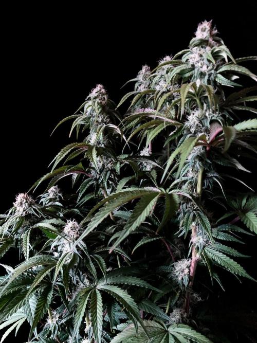 3M 🍋 Black Lemon. Week 12