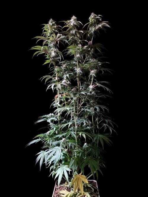 3M 🍋 Black Lemon. Week 12