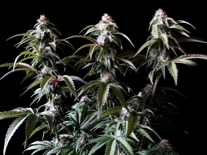 3M 🍋 Black Lemon. Week 12