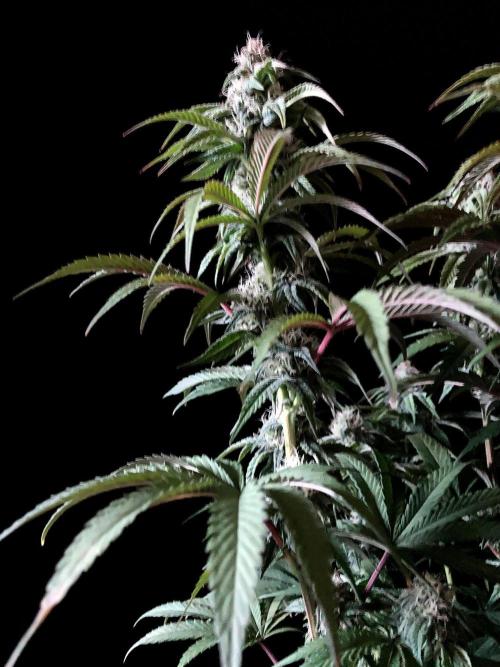 3M 🍋 Black Lemon. Week 12