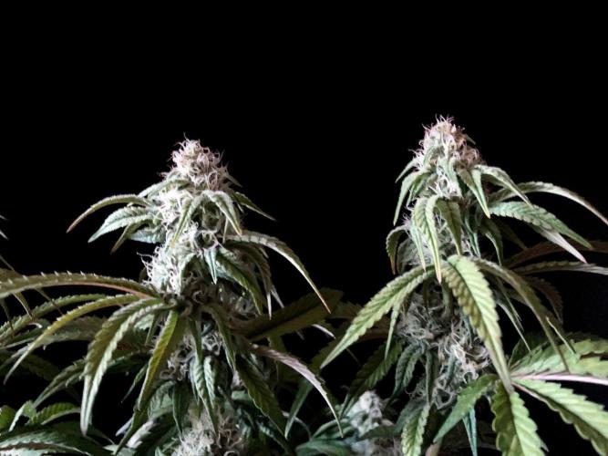 3M 🍋 Black Lemon. Week 12