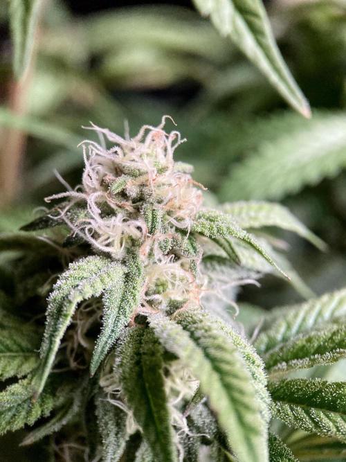 3M 🍋 Black Lemon. Week 12