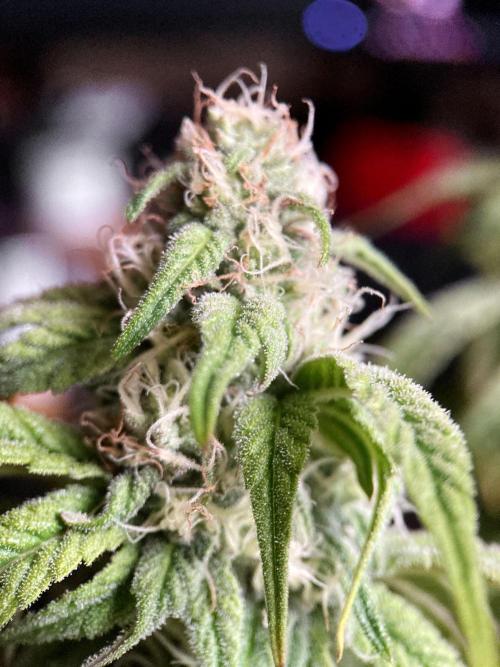 3M 🍋 Black Lemon. Week 12