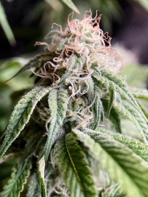 3M 🍋 Black Lemon. Week 12