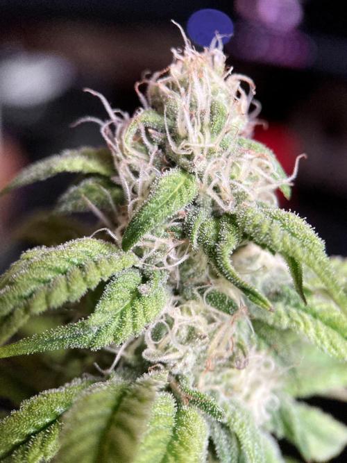 3M 🍋 Black Lemon. Week 12