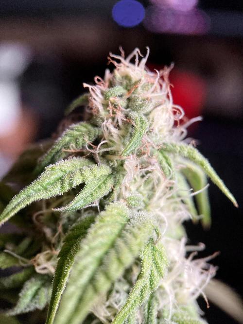 3M 🍋 Black Lemon. Week 12