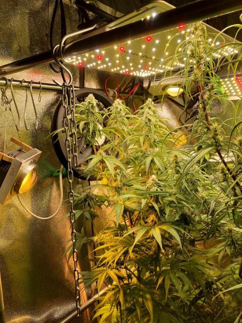 3M 🍋 Black Lemon. Week 12