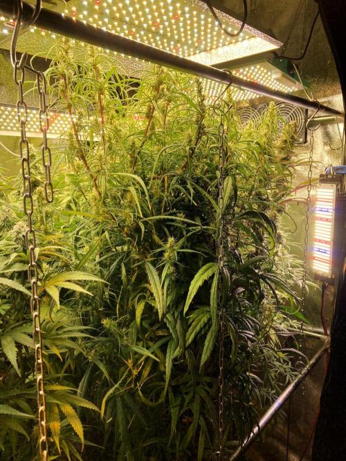 3M 🍋 Black Lemon. Week 12