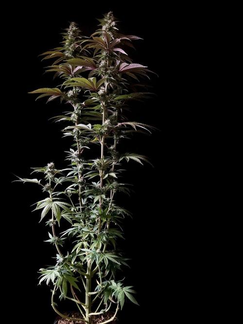 3M 🍏 Green Gelato. Week 12