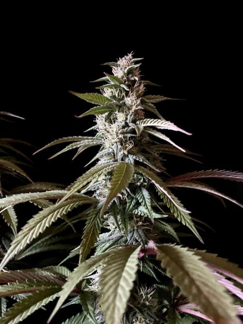 3M 🍏 Green Gelato. Week 12