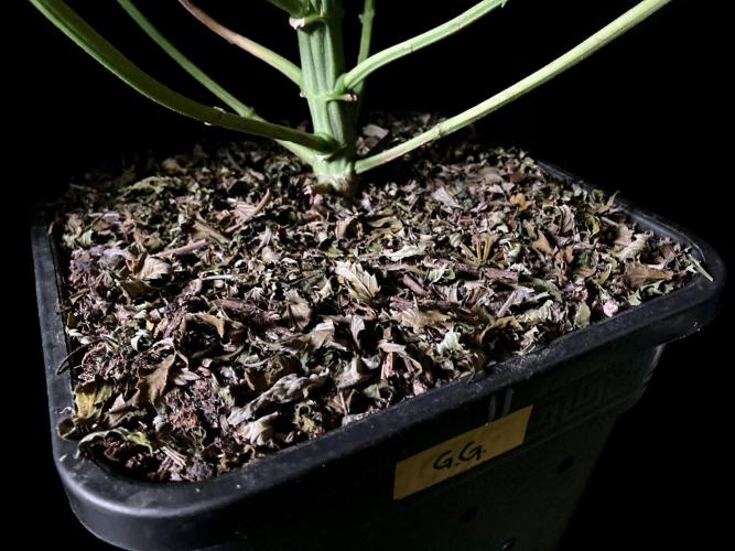 3M 🍏 Green Gelato. Week 12 - Sacred Mulch