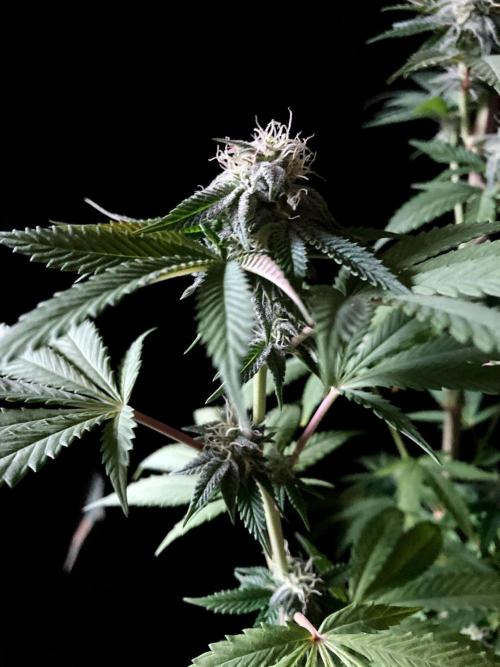 3M 🍏 Green Gelato. Week 12