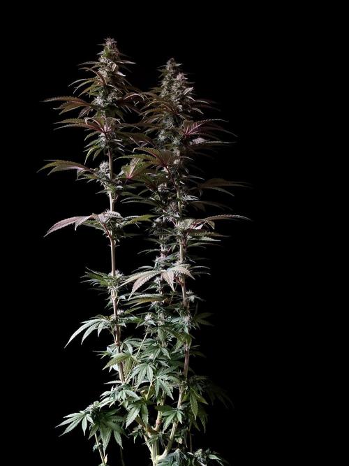 3M 🍏 Green Gelato. Week 12