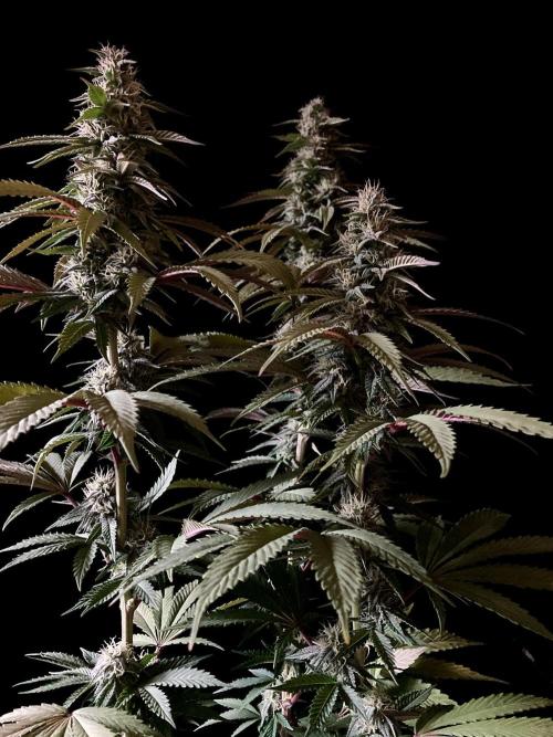 3M 🍏 Green Gelato. Week 12