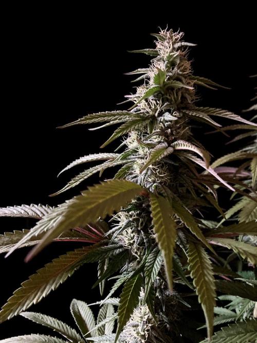 3M 🍏 Green Gelato. Week 12