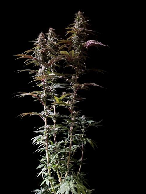 3M 🍏 Green Gelato. Week 12