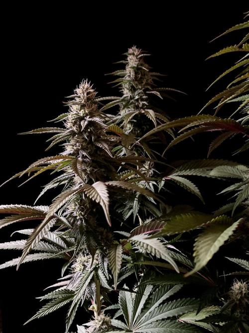 3M 🍏 Green Gelato. Week 12