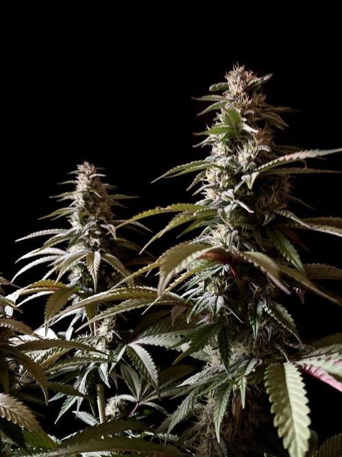 3M 🍏 Green Gelato. Week 12