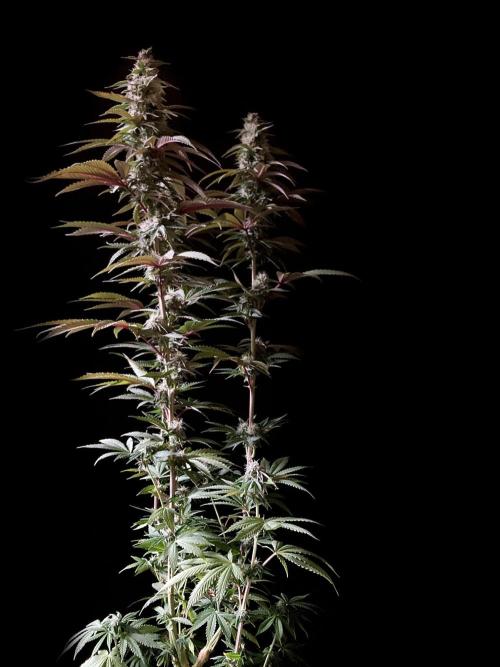 3M 🍏 Green Gelato. Week 12