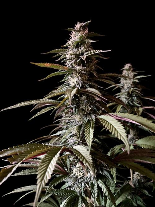 3M 🍏 Green Gelato. Week 12