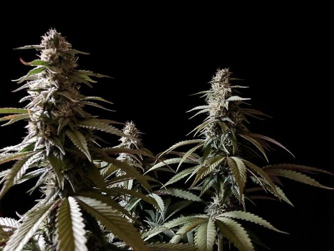 3M 🍏 Green Gelato. Week 12