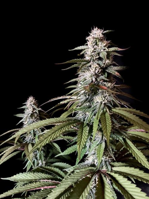 3M 🍏 Green Gelato. Week 12