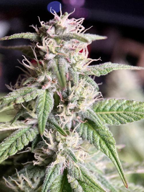 3M 🍏 Green Gelato. Week 12