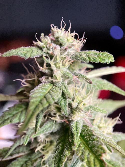 3M 🍏 Green Gelato. Week 12