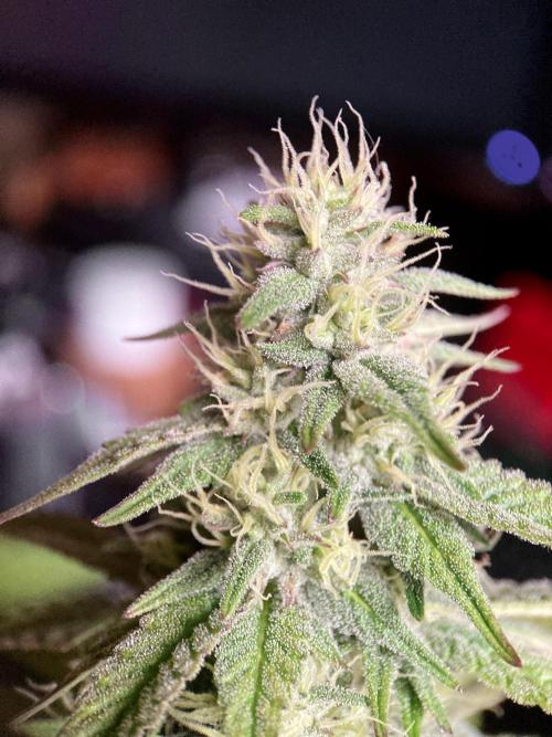 3M 🍏 Green Gelato. Week 12