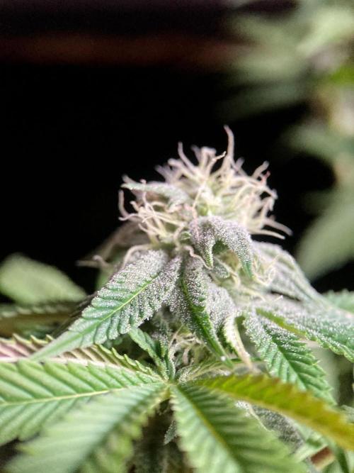 3M 🍏 Green Gelato. Week 12