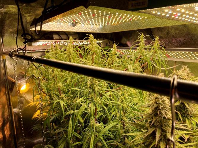 3M 🍏 Green Gelato. Week 12