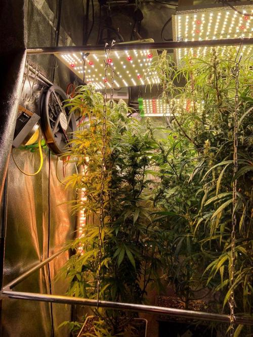 3M 🍏 Green Gelato. Week 12