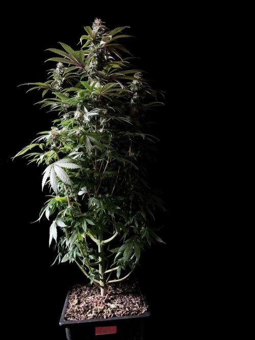 3M ⭕ Panama Red II. Week 12