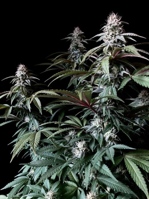 3M ⭕ Panama Red II. Week 12