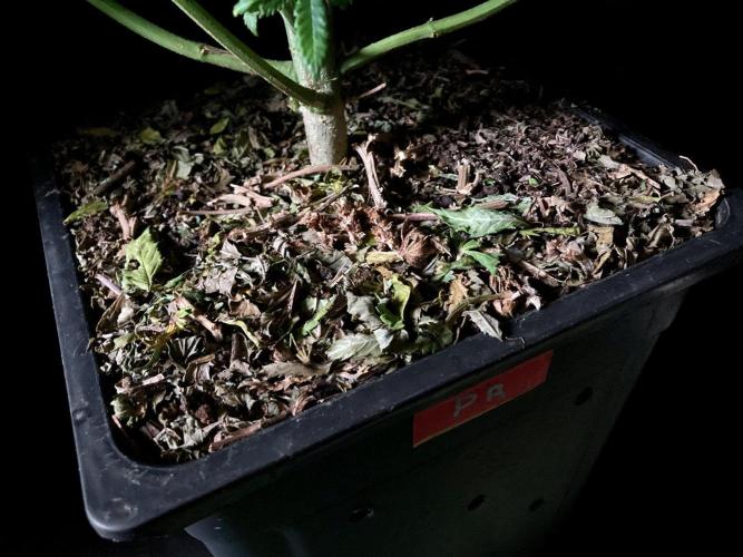 3M ⭕ Panama Red II. Week 12