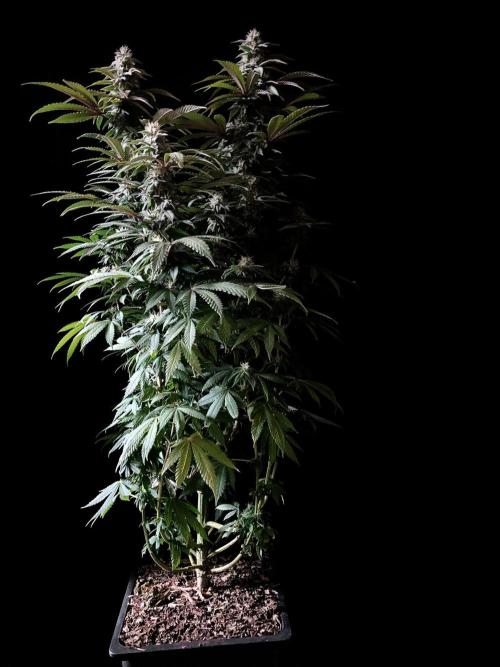 3M ⭕ Panama Red II. Week 12