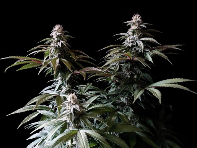 3M ⭕ Panama Red II. Week 12