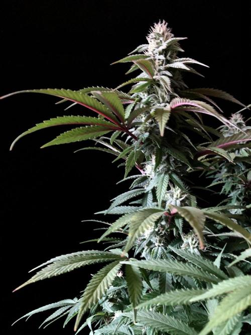 3M ⭕ Panama Red II. Week 12