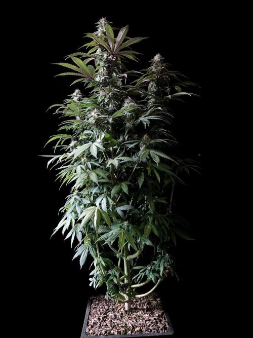 3M ⭕ Panama Red II. Week 12