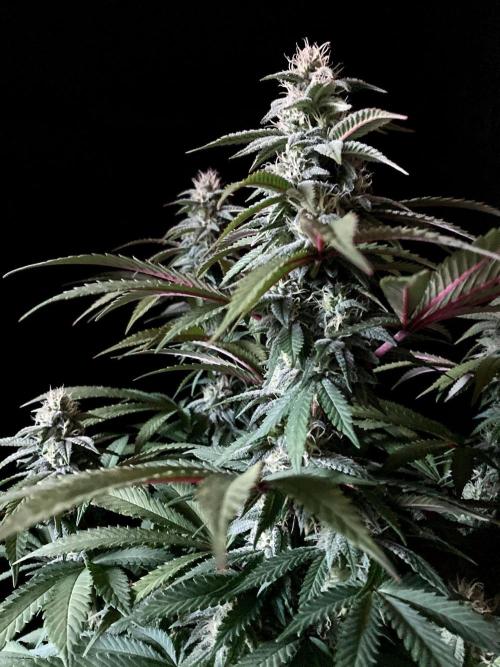 3M ⭕ Panama Red II. Week 12