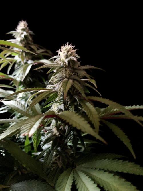 3M ⭕ Panama Red II. Week 12