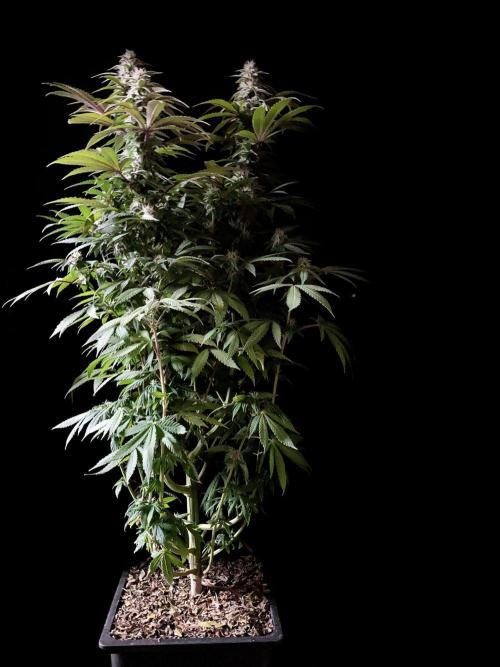 3M ⭕ Panama Red II. Week 12