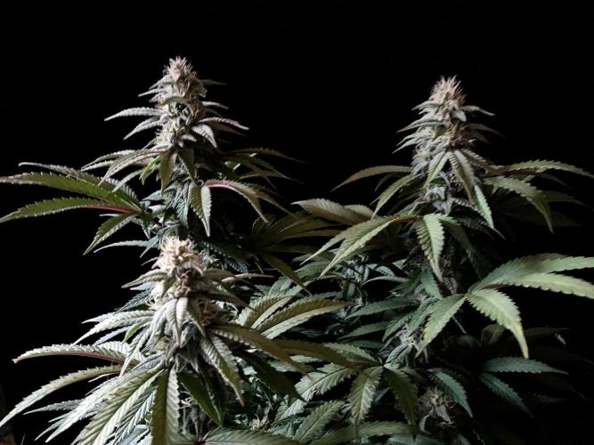 3M ⭕ Panama Red II. Week 12