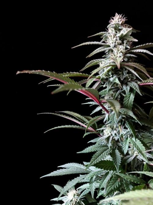 3M ⭕ Panama Red II. Week 12