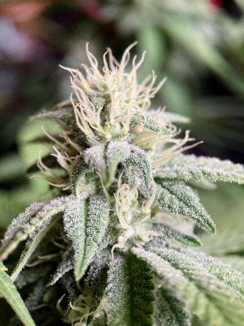 3M ⭕ Panama Red II. Week 12