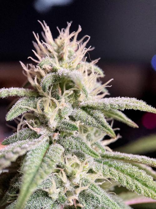 3M ⭕ Panama Red II. Week 12